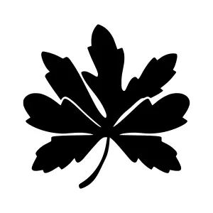 Black Maple Leaf Silhouette Vector