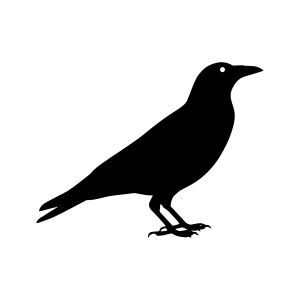 Black Crow Silhouette Vector Illustration