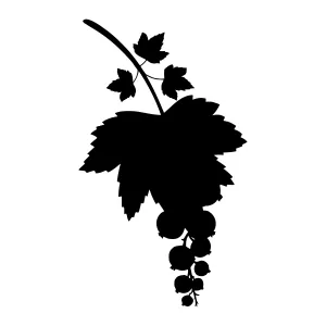 Black Grape Vine Silhouette