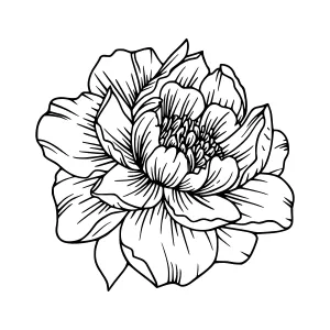 Black Floral Illustration - Elegant Flower Outline