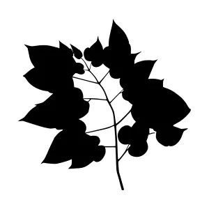 Black Leaf Silhouette on White Background