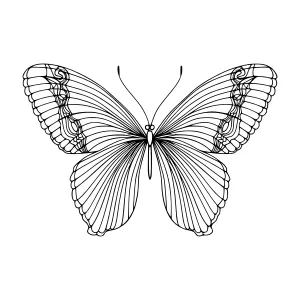 Elegant Black Butterfly Outline Vector