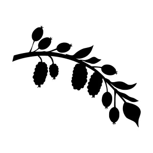 Black Berry Branch Silhouette