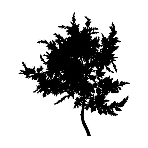 Black Tree Silhouette on White Background