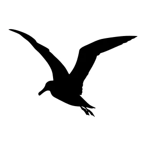 Black Bird Silhouette Flying