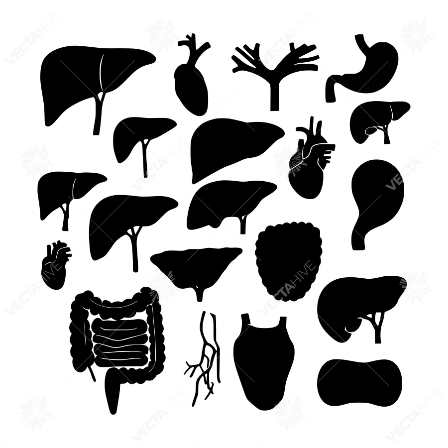 Human Anatomy Silhouettes - Medical Illustration