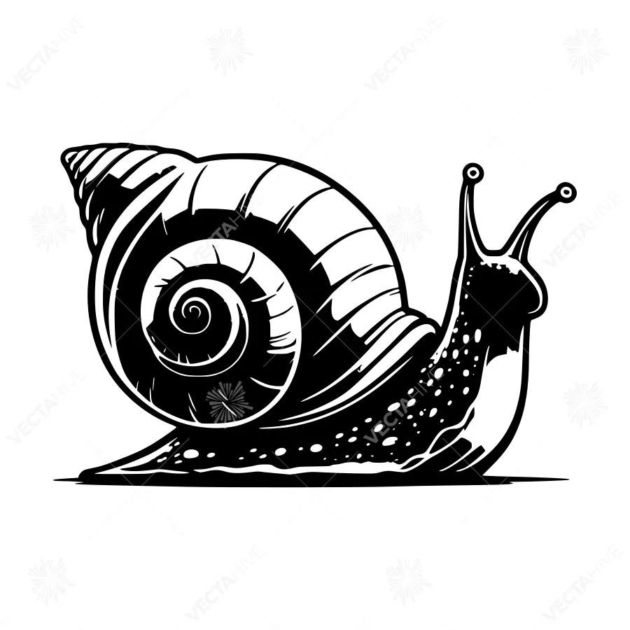 Black & White Snail Illustration