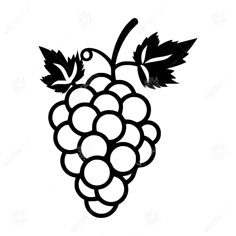Black & White Grape Vine Illustration