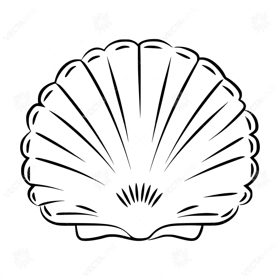 Black and White Seashell Illustration