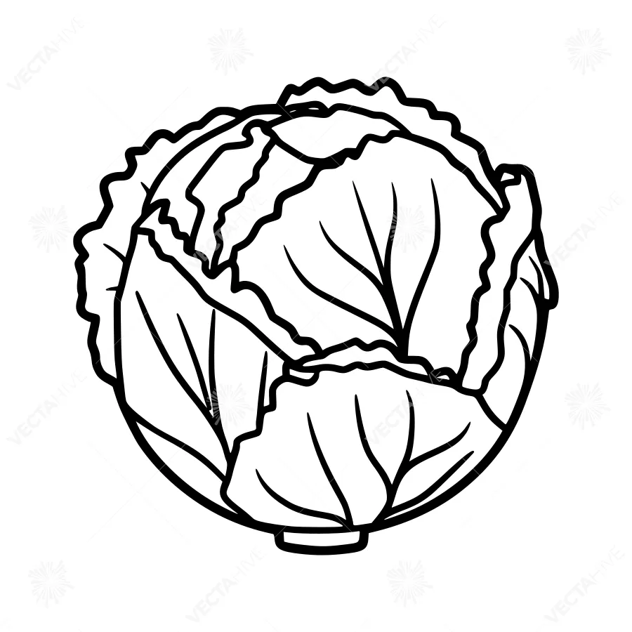 Black & White Cabbage Illustration