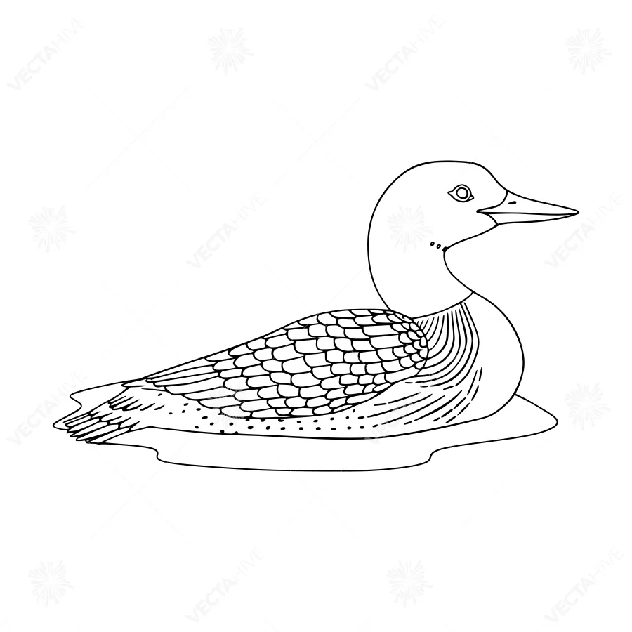 Line Art Loon Illustration - Wildlife Graphic