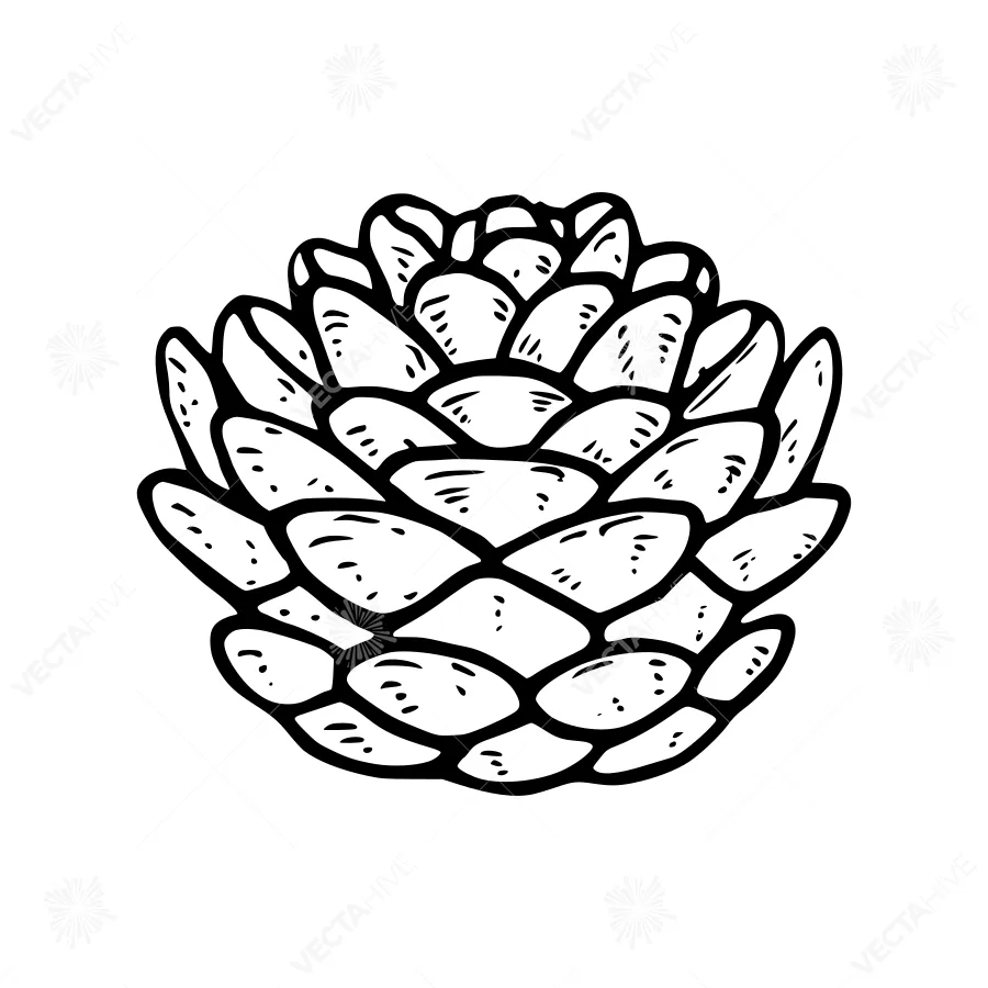 Black & White Pine Cone Illustration