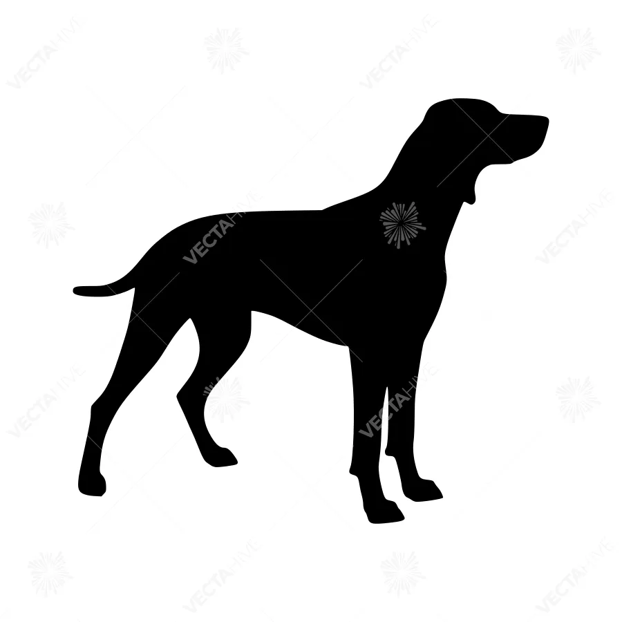 Silhouette Dog Great Dane Standing