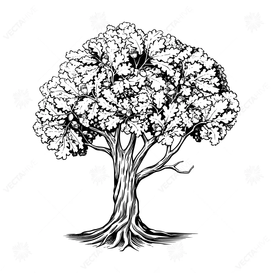 Vintage Tree Illustration - Black & White Oak