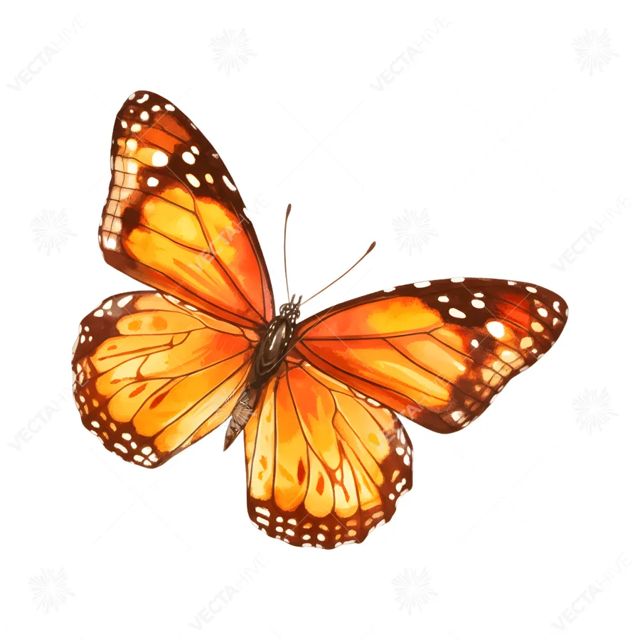 Watercolor Monarch Butterfly Illustration