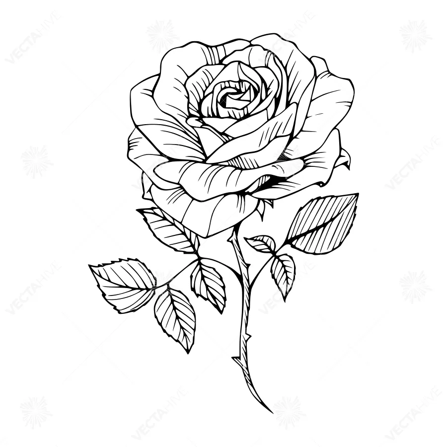 Black Rose Illustration - Elegant Floral Design