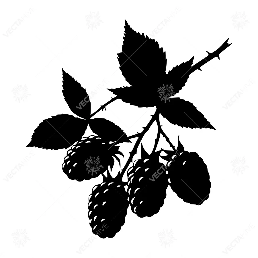 Black Raspberry Silhouette on White Background