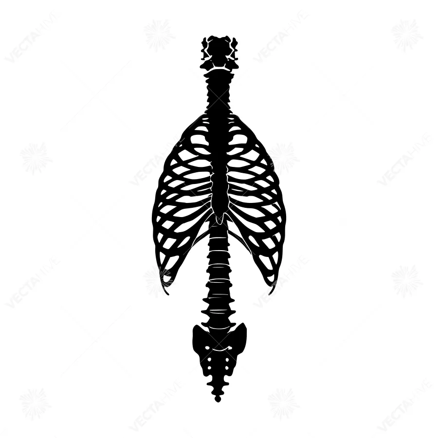Skeleton Outline - Human Ribcage & Spine