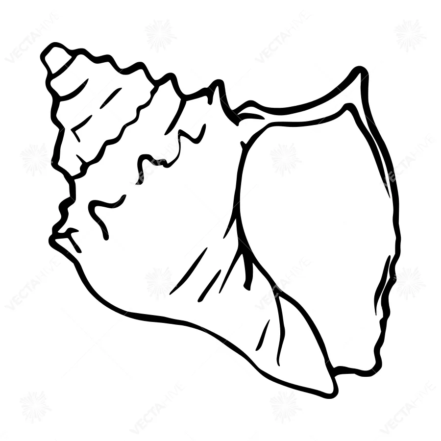 Black Outline Seashell Illustration