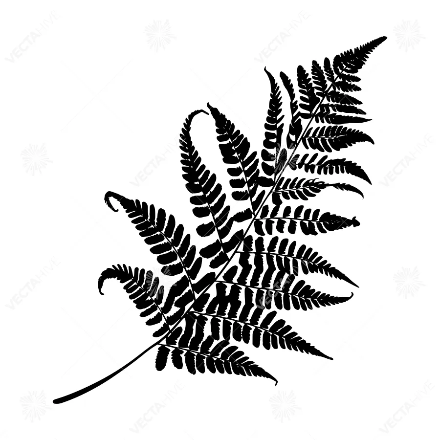 Black Fern Silhouette on White Background