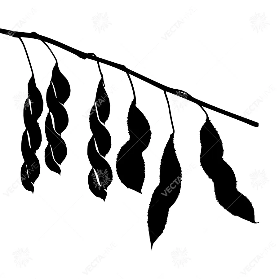 Black Silhouette Branch with Bean Pods