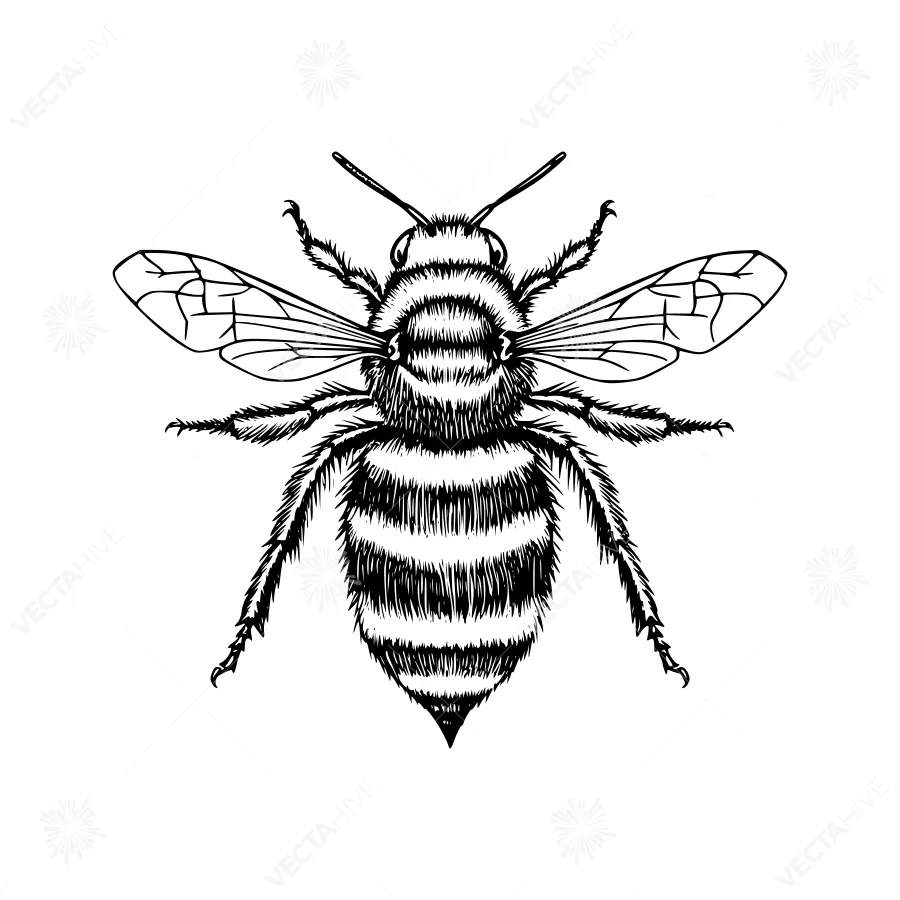 Vintage Bee Illustration - Black & White