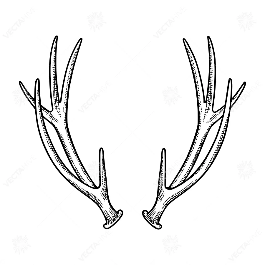 Vintage Deer Antlers - Line Art Illustration