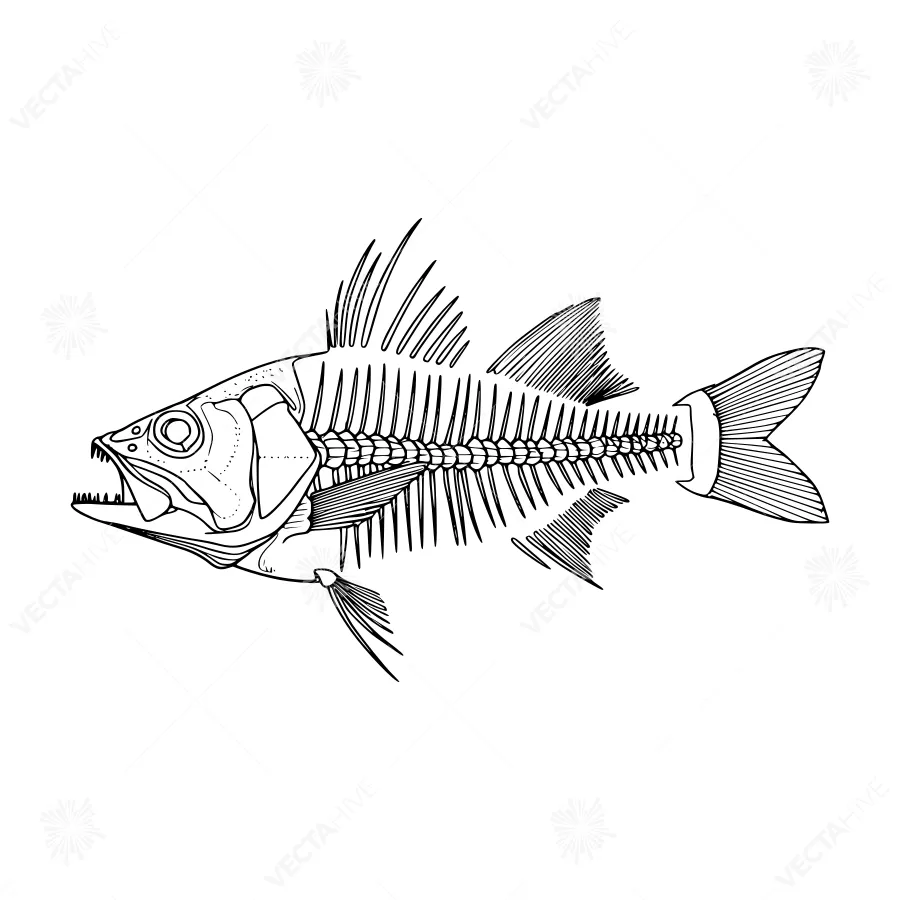 Detailed Fish Skeleton Illustration