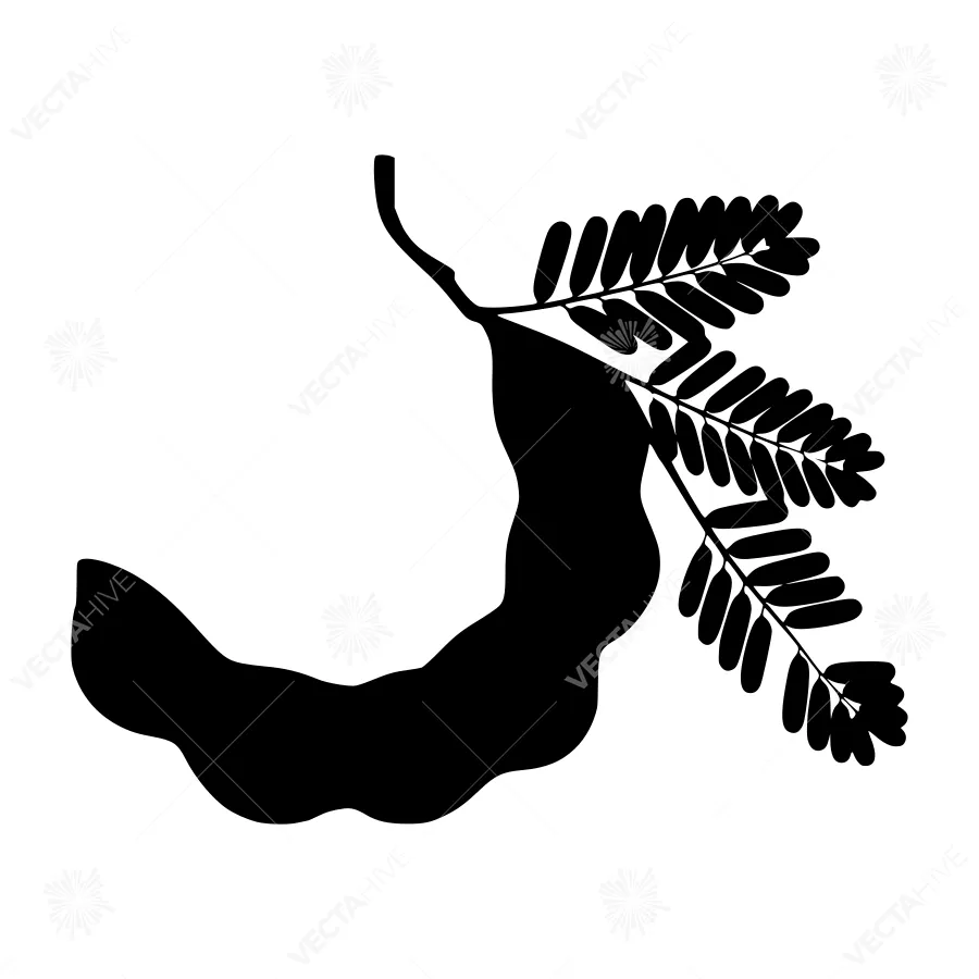 Black Tamarind Silhouette on White Background