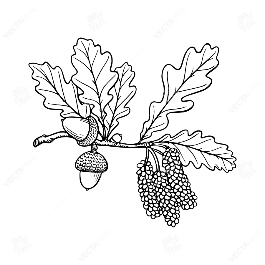 Vintage Oak Branch with Acorns - Line Art Illustration
