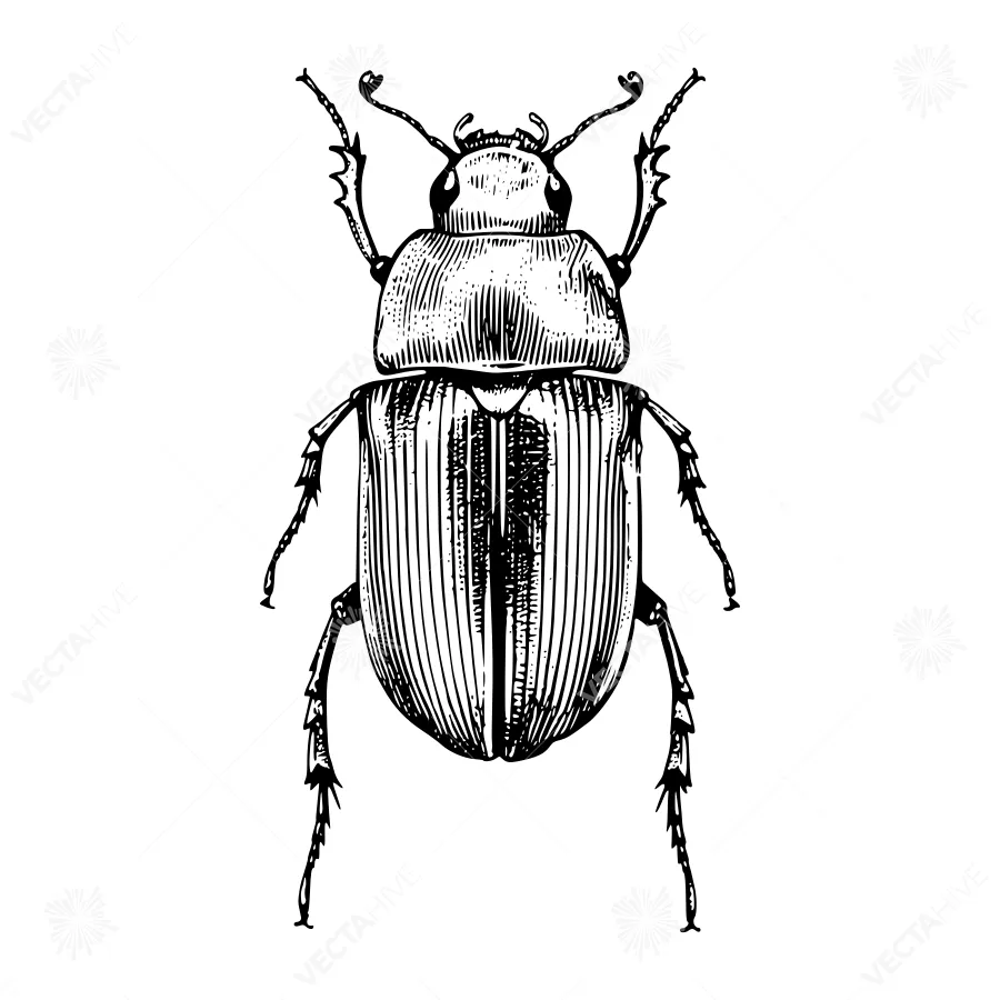 Vintage Beetle Illustration - Detailed Engraving