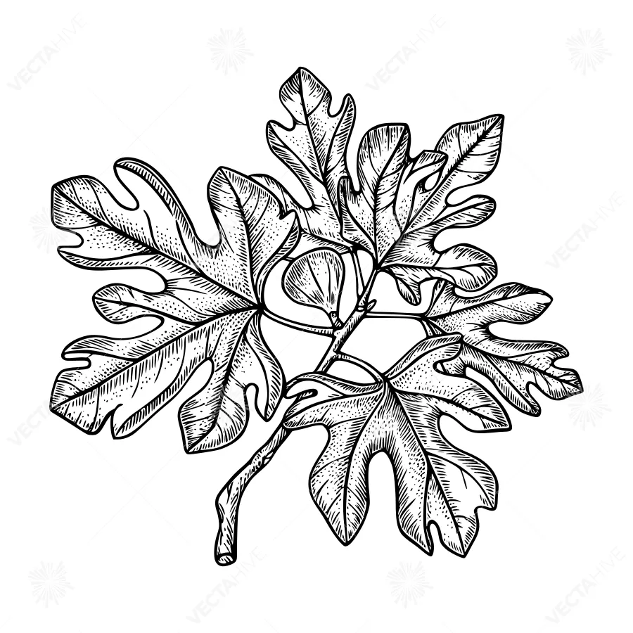 Vintage Fig Leaf Illustration - Botanical Line Art