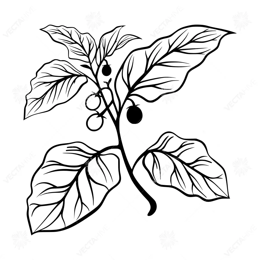 Black Line Illustration - Berry Bush