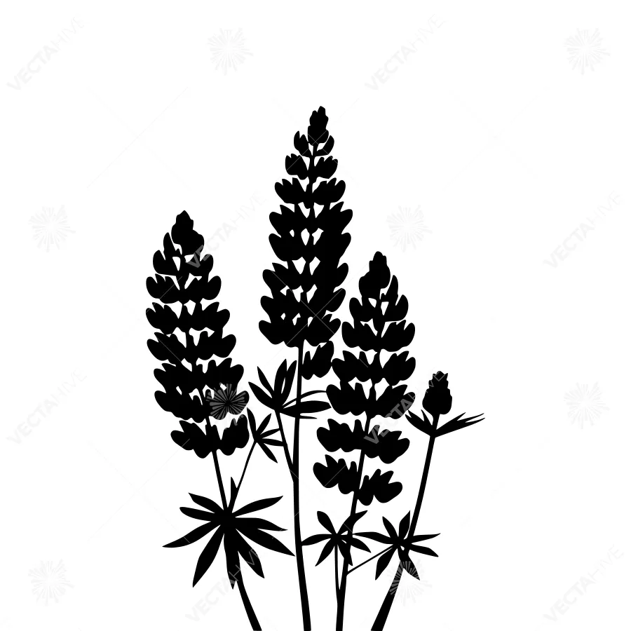 Black Silhouette Lupine Flowers