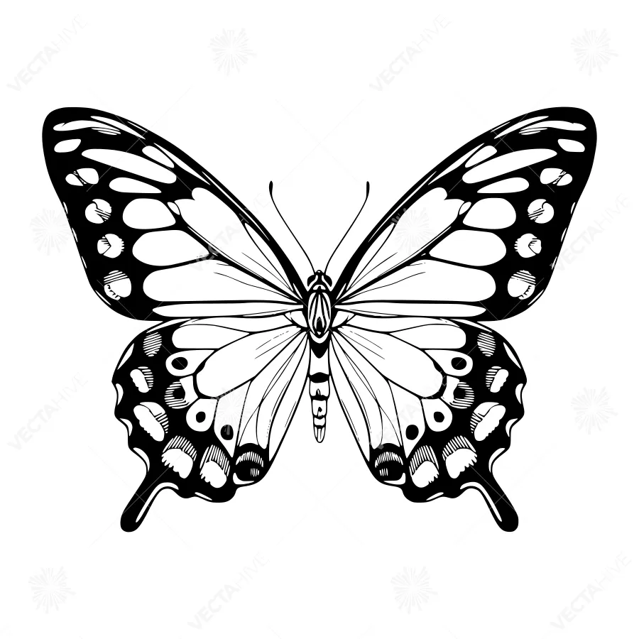 Black and White Butterfly Illustration
