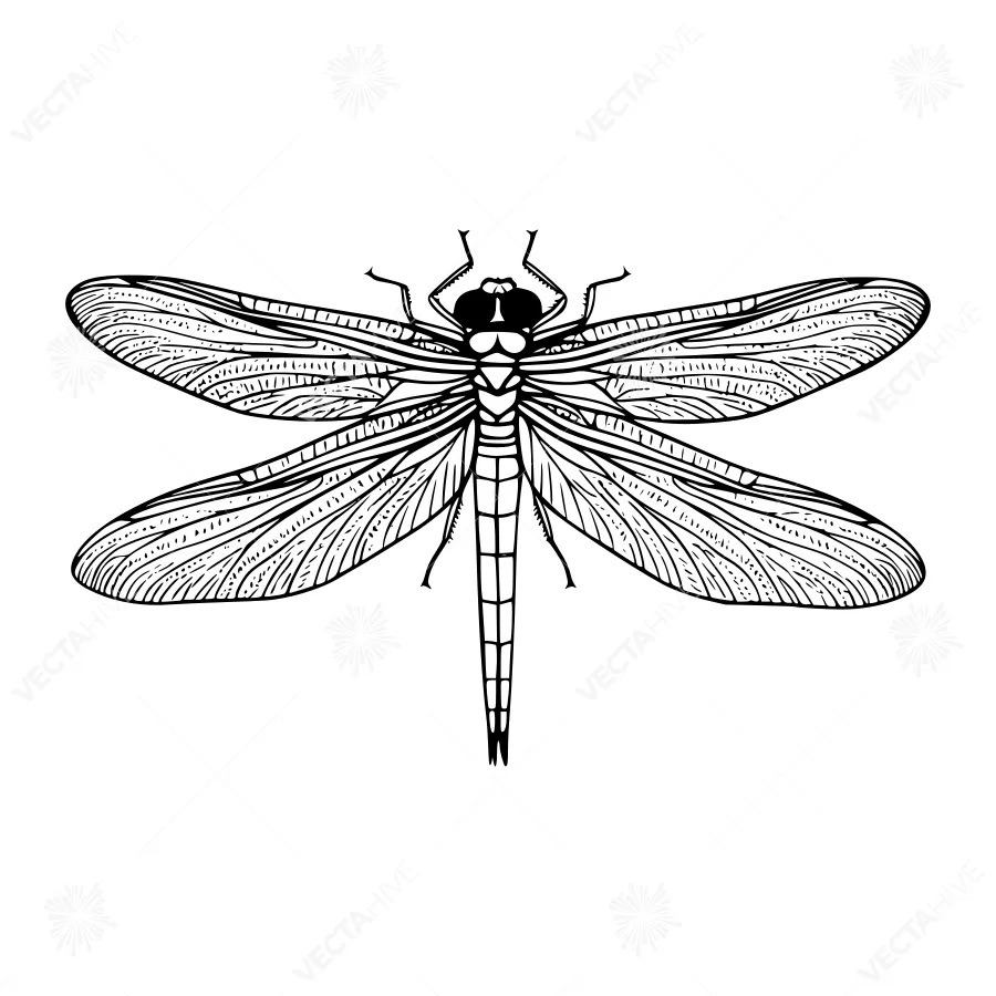 Black Dragonfly Illustration - Detailed Vector Art