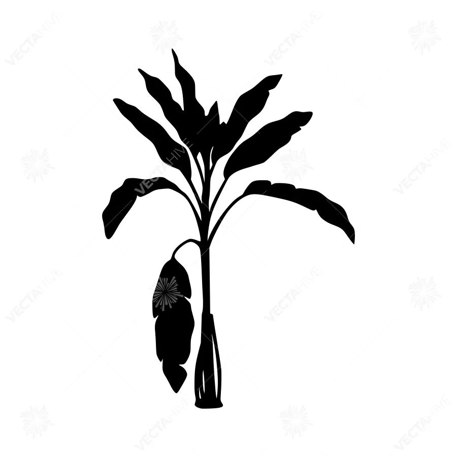 Banana Palm Silhouette Vector Illustration