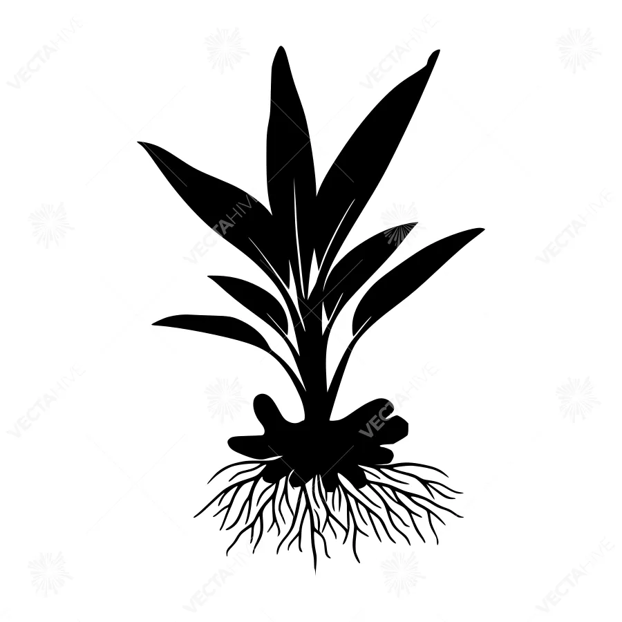 Black Silhouette Plant Illustration