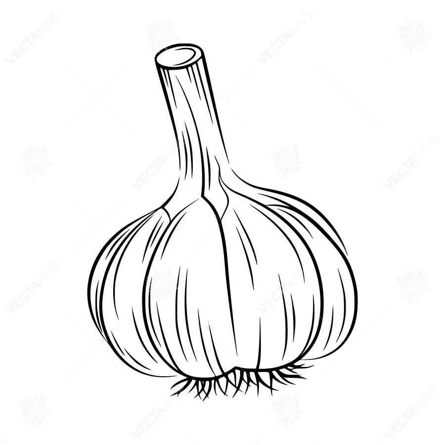 Garlic Bulb Sketch - Minimalist Outline