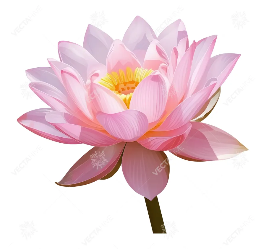 Pink Lotus Flower Illustration - Vector Graphic