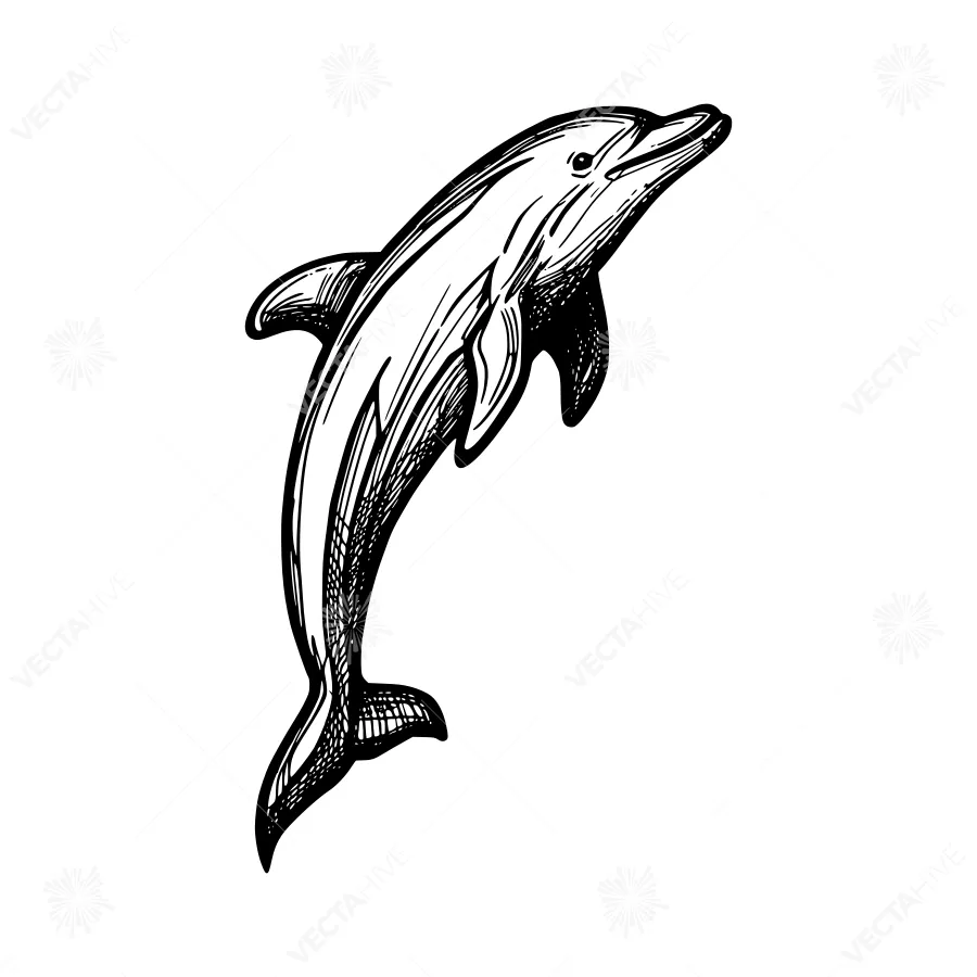 Black & White Dolphin Illustration