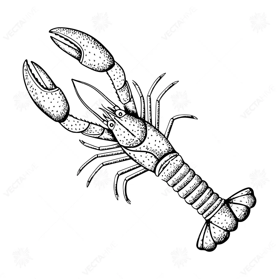 Vintage Lobster Illustration - Black & White Engraving