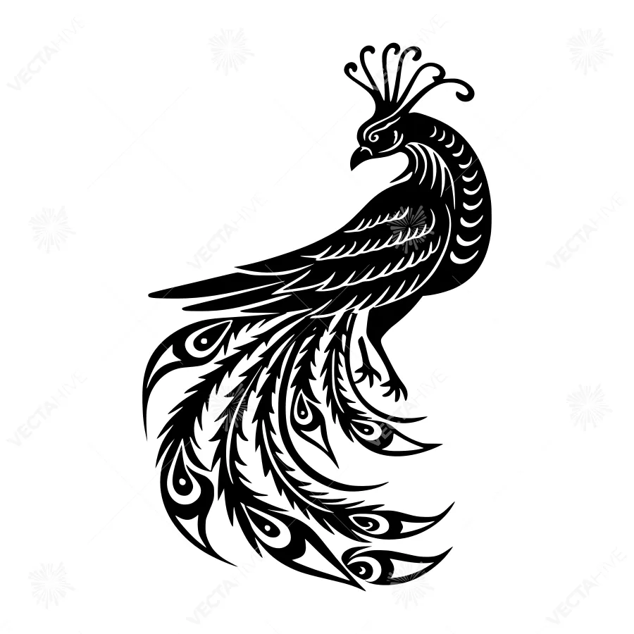 Black & White Peacock Feather Illustration