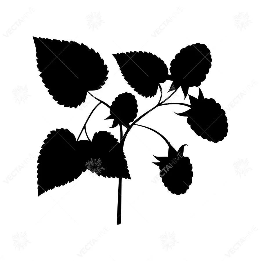 Black Berry Silhouettes on White Background