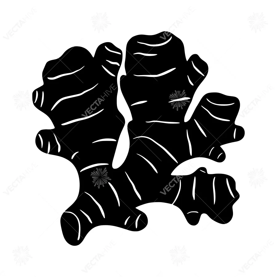 Black Ginger Root Silhouette Vector Illustration
