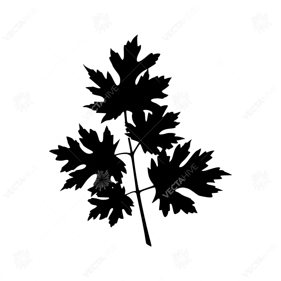 Black Leaf Silhouette on White Background