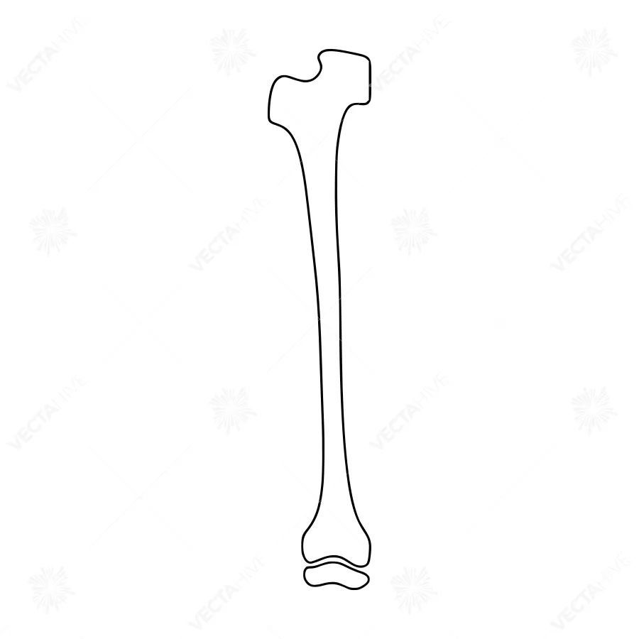 Line Art Bone Illustration - Medical Design