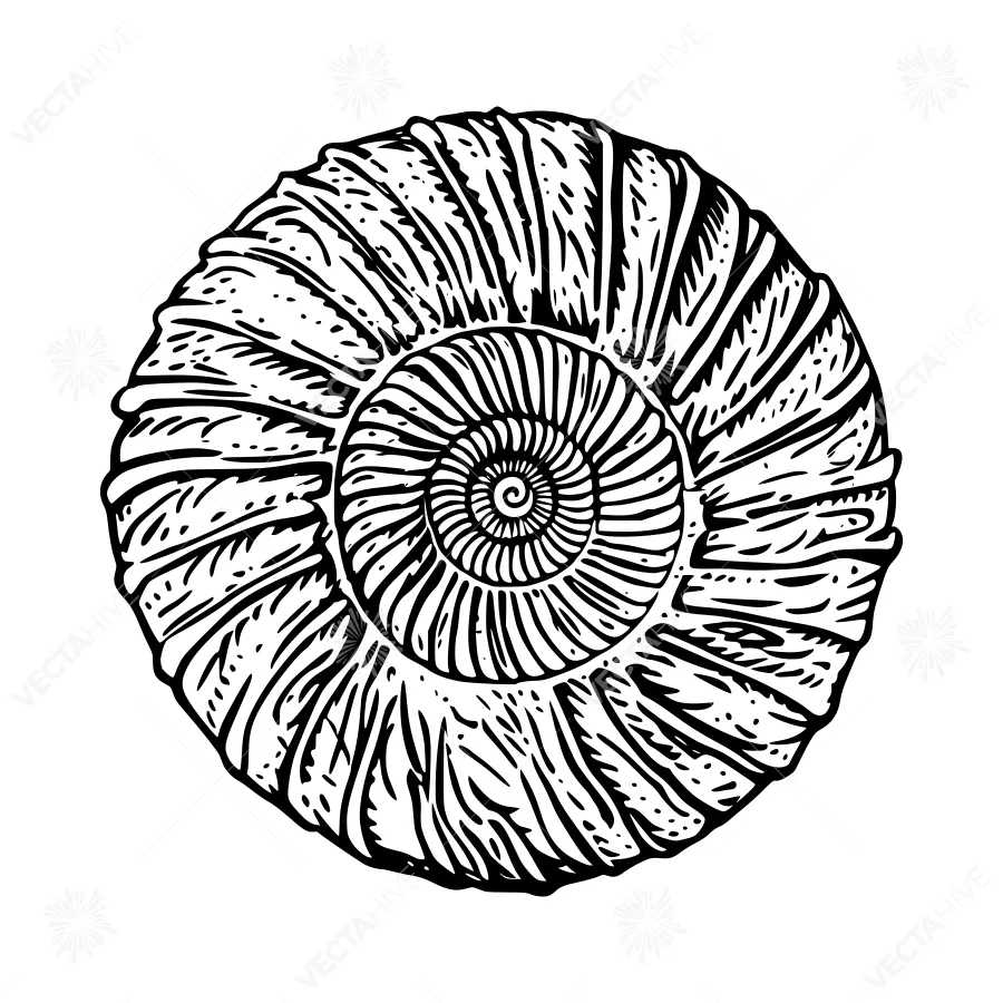 Vintage Nautilus Shell Illustration - Black & White