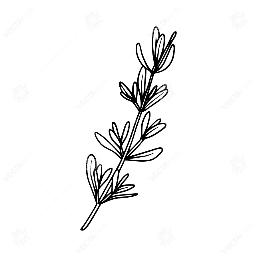 Hand Drawn Lavender Sprig Illustration