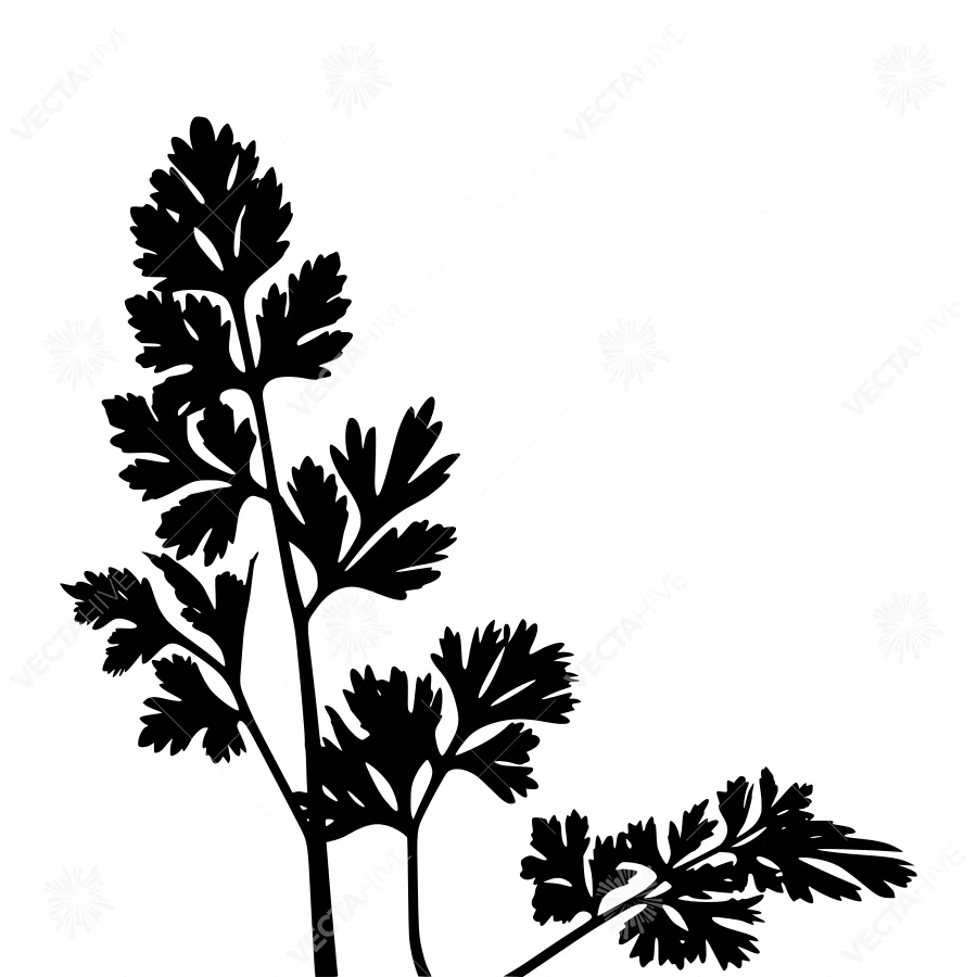 Black Parsley Silhouette Vector Illustration